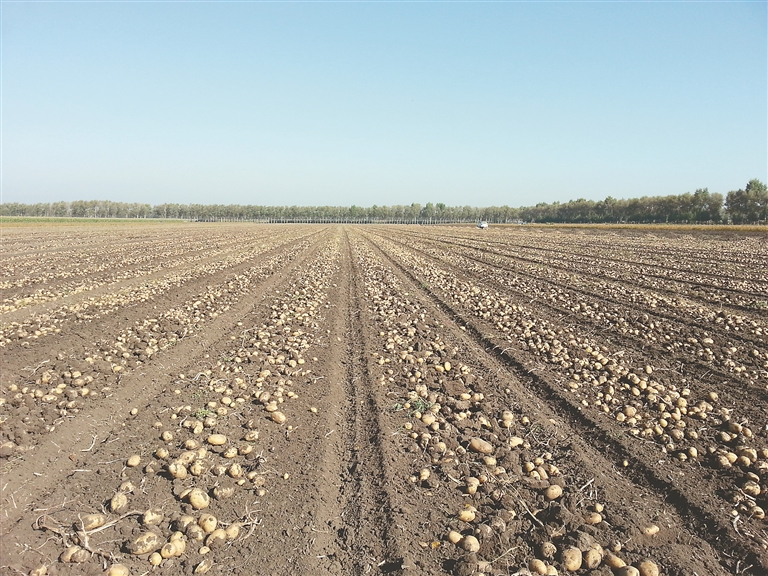 镶上"超早熟"金边 土豆变宝贝疙瘩