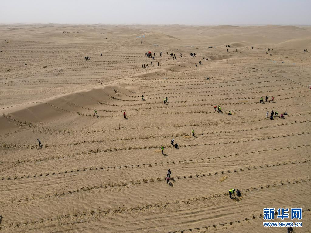 人们在距离新疆且末县城不远处的塔克拉玛干沙漠内植树(3月28日摄