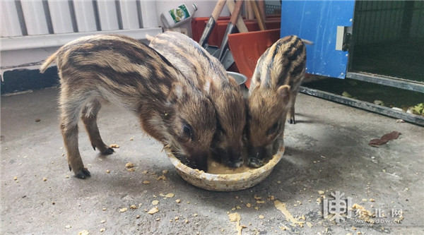 三只野猪幼崽在派出所"吃饭". 图片由警方提供