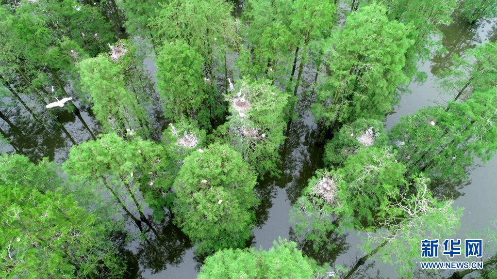 形成分布数万株池杉树,具有独特观赏价值的水上森林湿地景观,成为