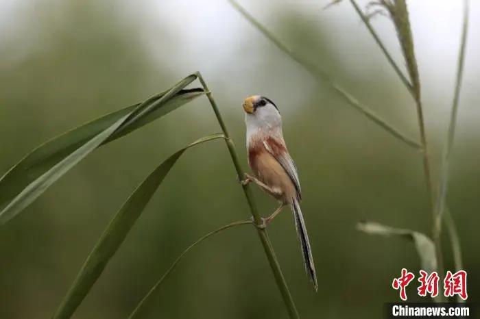 鸟中“熊猫”！黑龙江首次发现震旦鸦雀巢穴，中国20年来首见