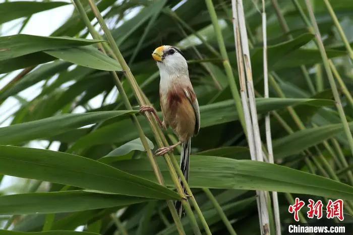 鸟中“熊猫”！黑龙江首次发现震旦鸦雀巢穴，中国20年来首见