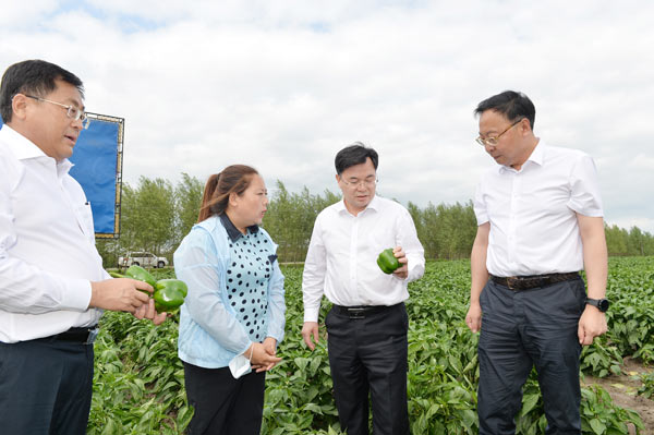 胡昌升了解海伦市向秋蔬菜种植农民专业合作社生产经营和带动农民