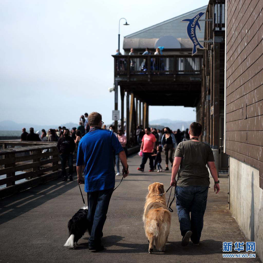 8月15日,人们在美国旧金山海边码头遛狗.