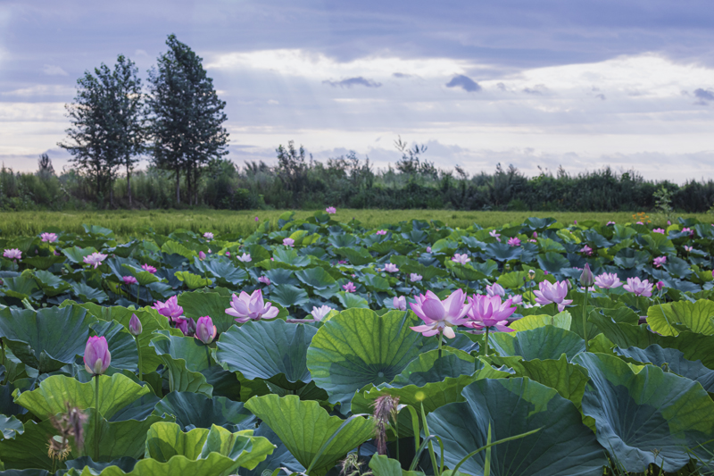 城子河区丰安村世外荷源绽放带火乡村游