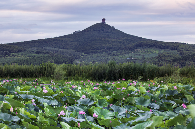 城子河区丰安村世外荷源绽放带火乡村游