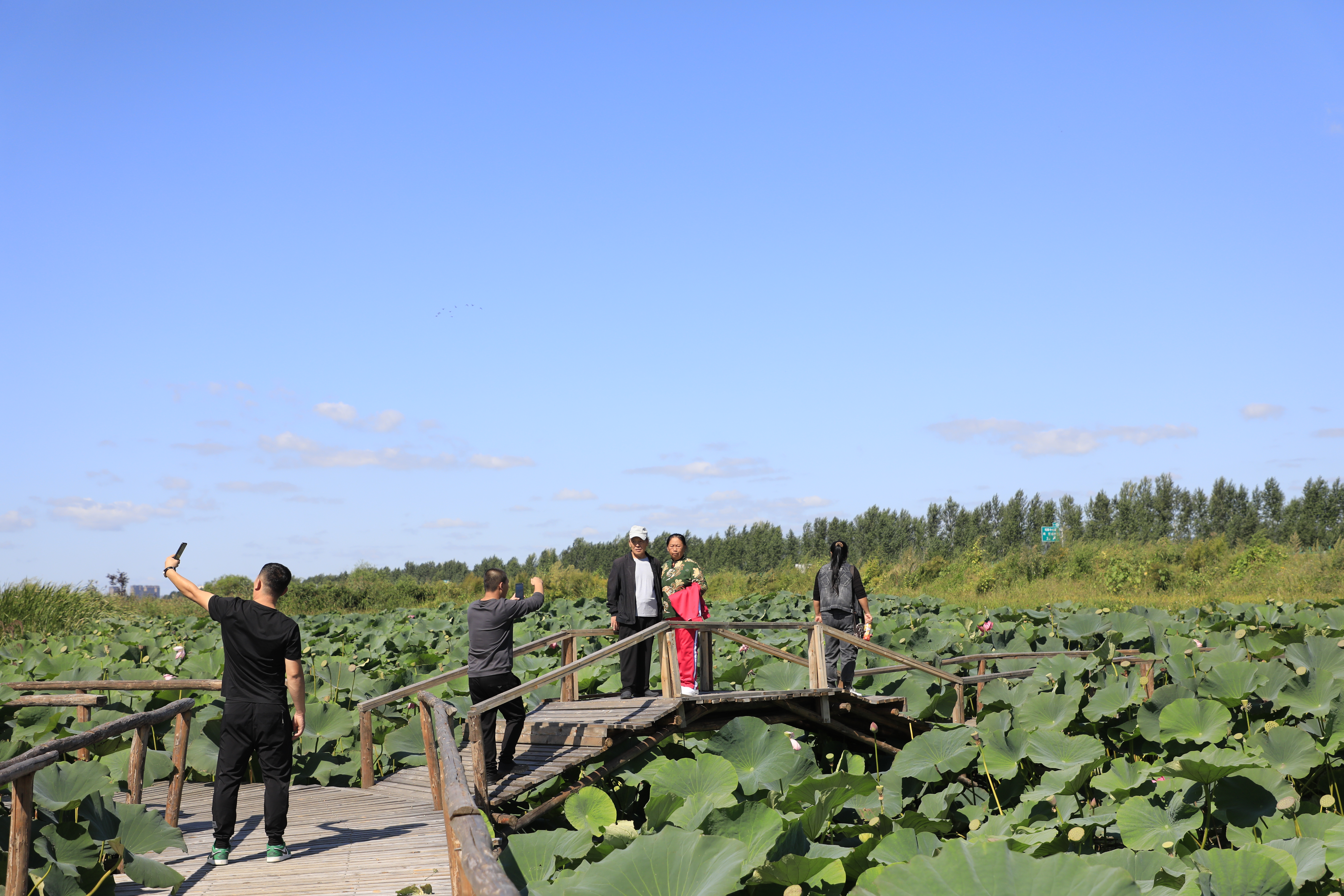 城子河丰安村南荷北栽带火乡村游