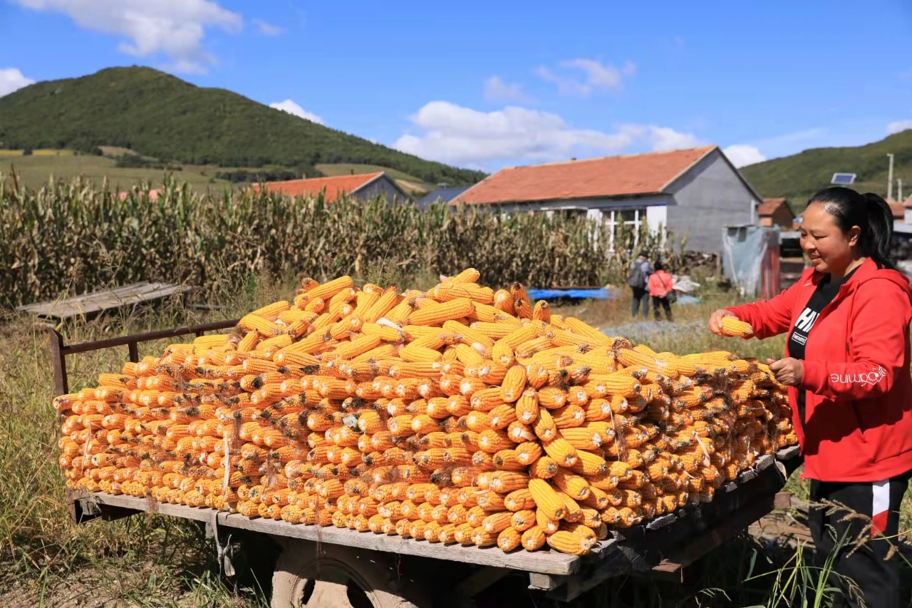 图为:麻山镇农民李广丽种植的玉米大丰收.刘爱玲摄