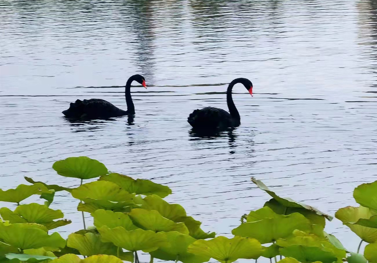 黑天鹅畅游知春湖