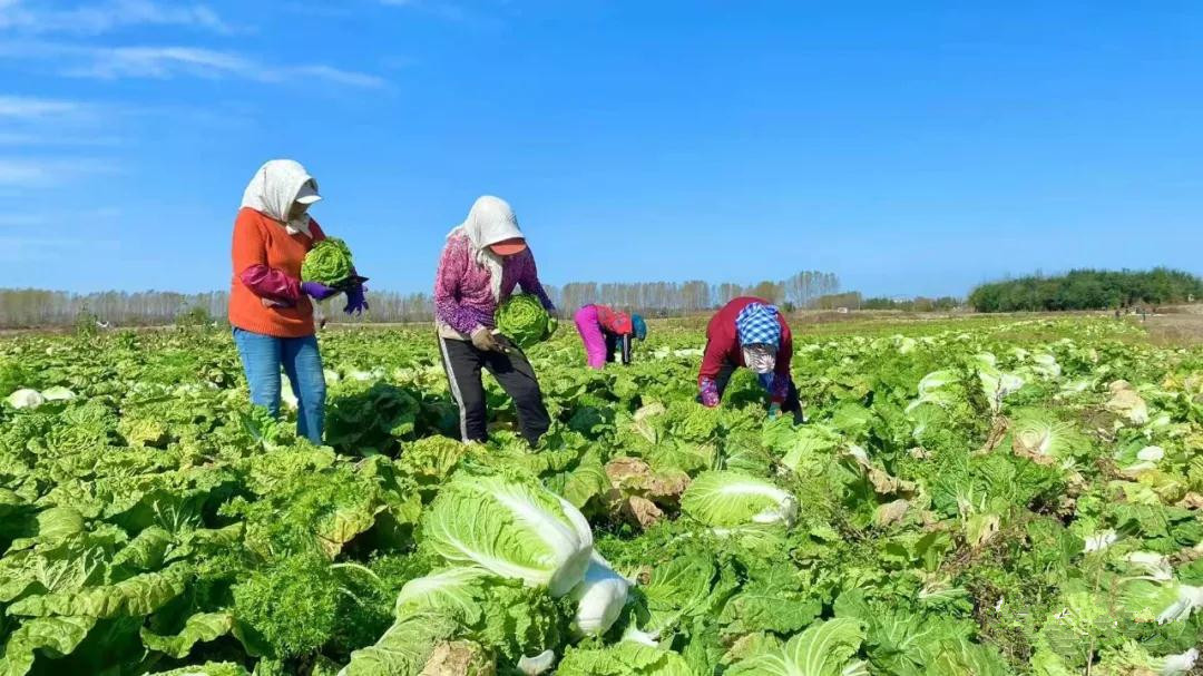 平贝地里种白菜土地轮作促增收