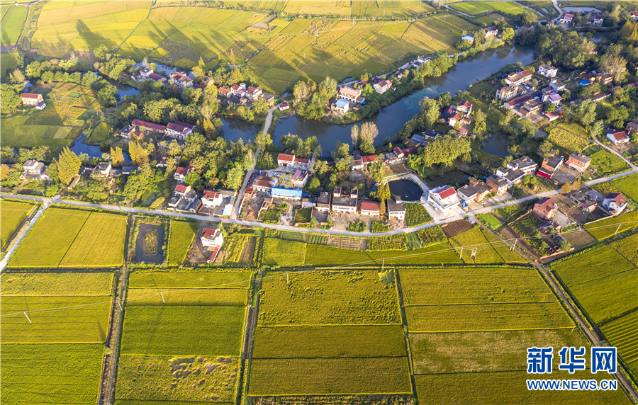 航拍安徽省合肥市庐江县泥河镇天井村万亩虾田稻.