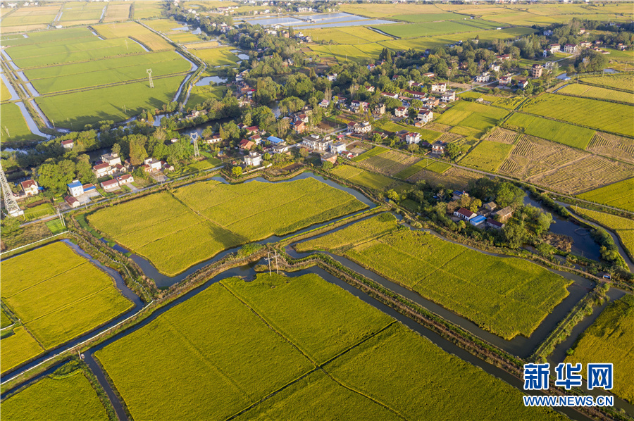 航拍安徽省合肥市庐江县泥河镇天井村万亩虾田稻.