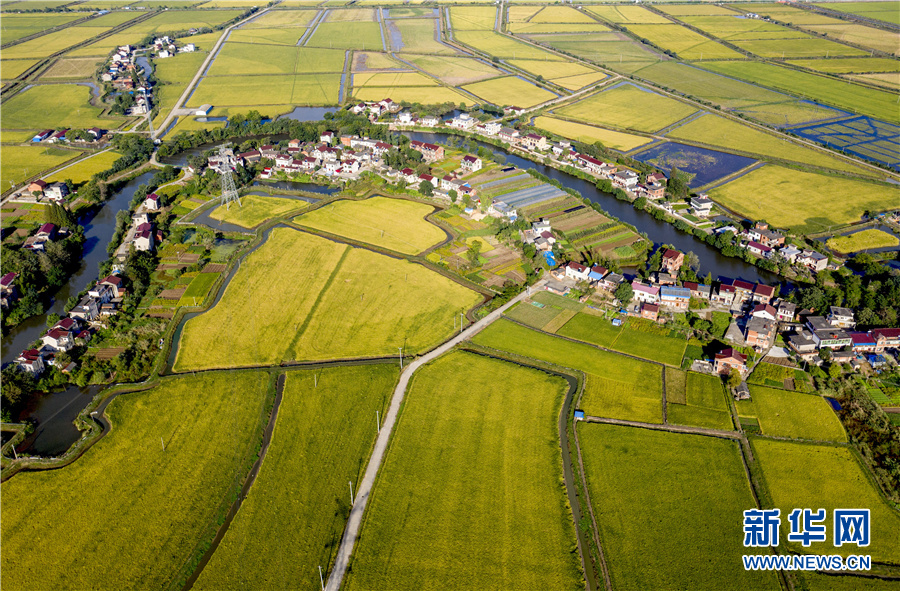 航拍安徽省合肥市庐江县泥河镇天井村万亩虾田稻.