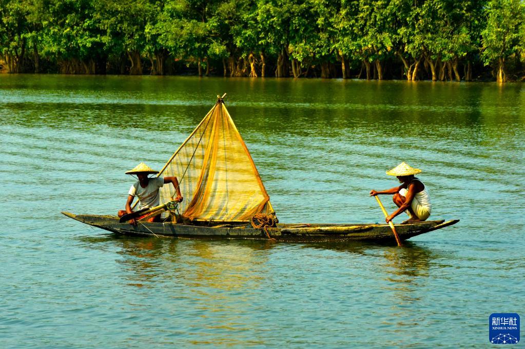 孟加拉国湿地捕鱼忙