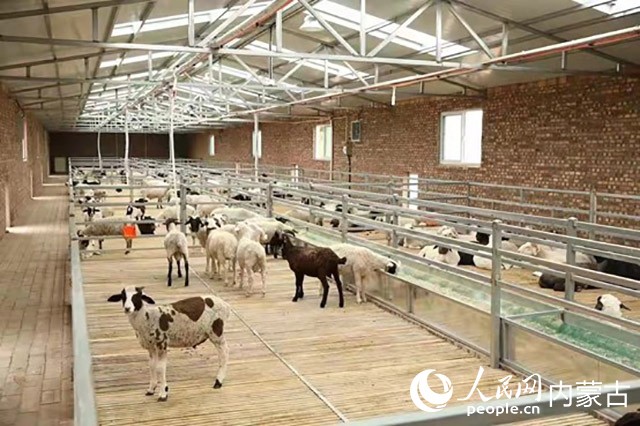 牧民吉雅家的全自动化棚圈.人民网富丽娟摄