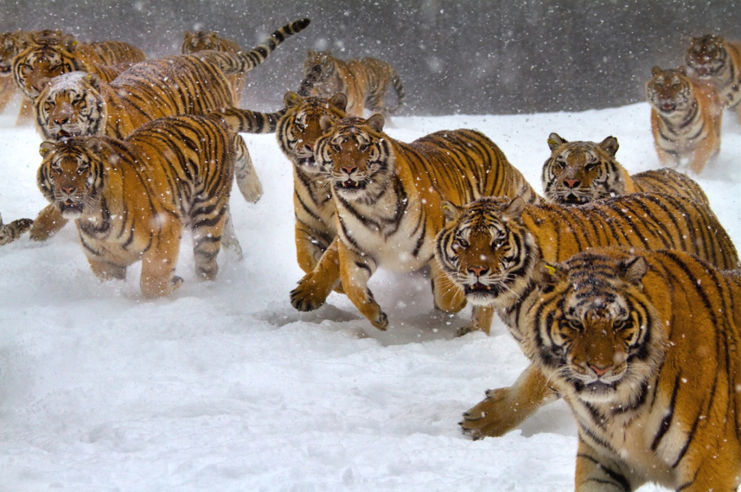 虎啸极光东北虎频道威风上线全球邀约请你宠它