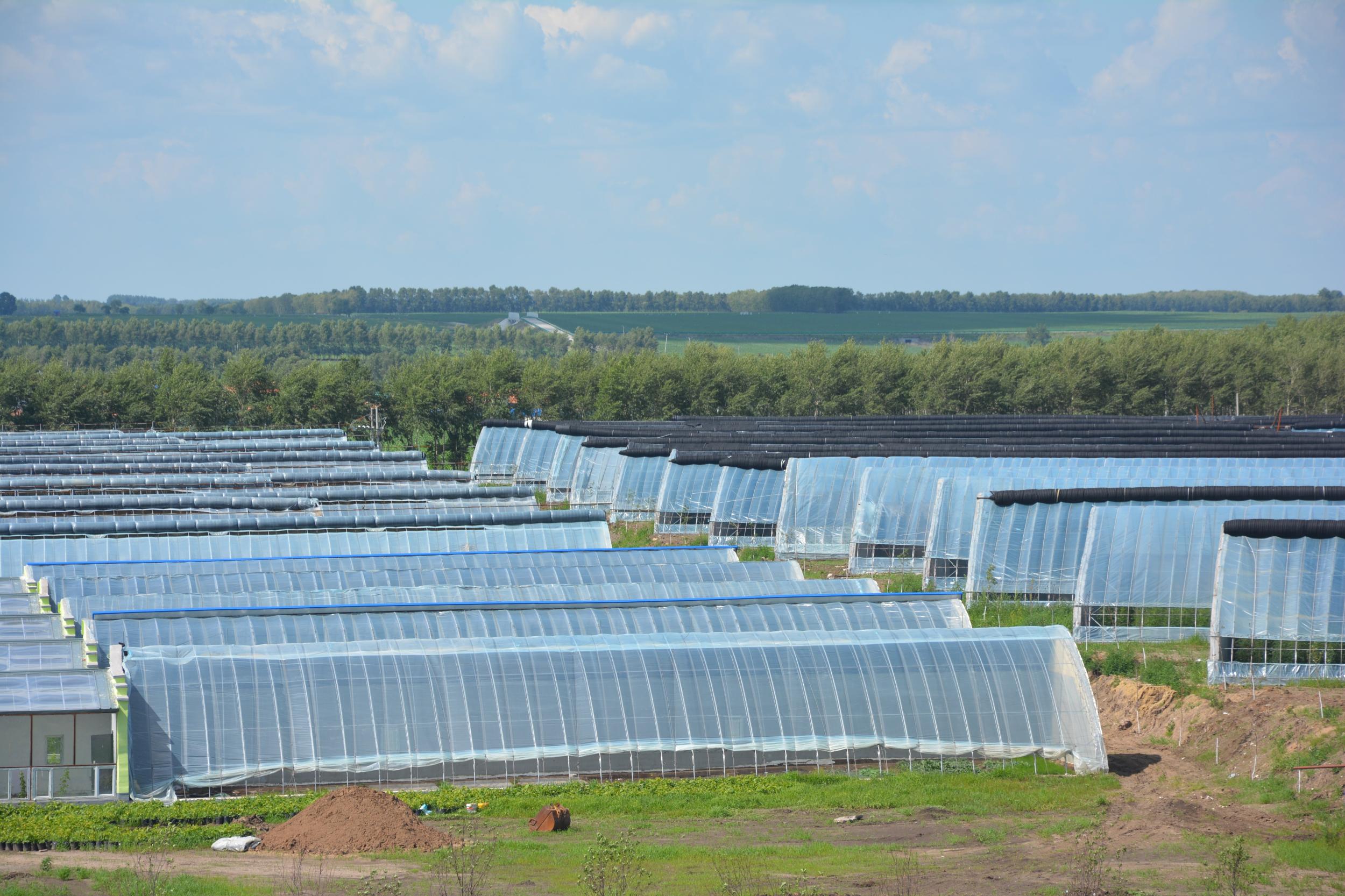 依安县打造城乡"菜篮子" 助力农民增收致富-东北网哈尔滨-东北网