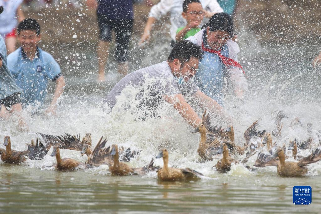 5月28日,在江苏淮安洪泽区岔河镇其虎村,村民和游客参加抓鸭比赛.