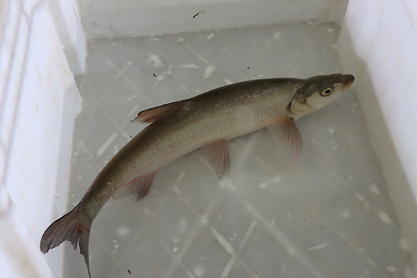 据了解,兴凯湖大白鱼种质基因库研究项目是将四年生亲鱼母体植入芯片