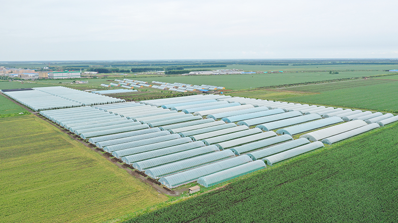 走进青冈县祯祥镇,扑面而来的是文明的乡风,眼中所见的是企业引带下的