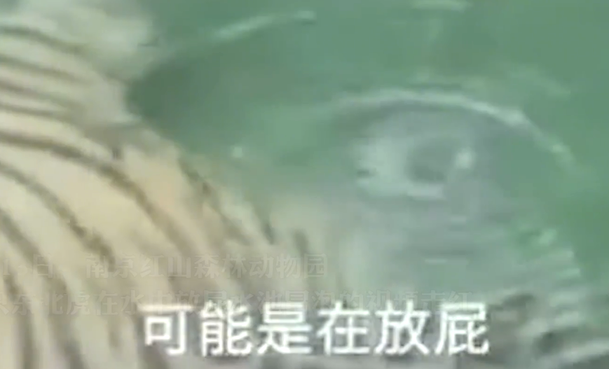 南京红山森林动物园,一只东北虎在水中放屁水池冒泡的视频走红
