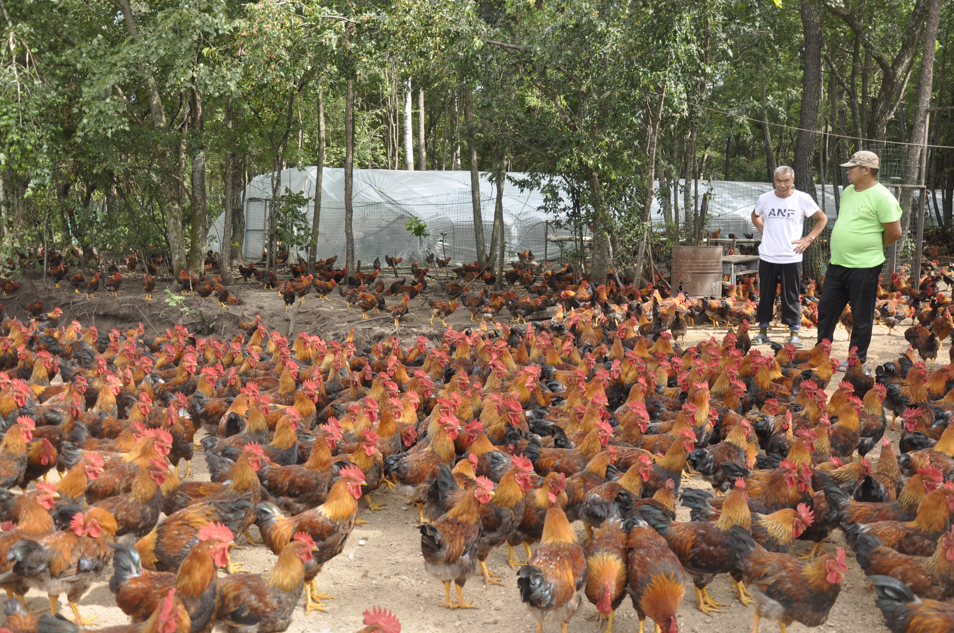 云南红原鸡养殖图片