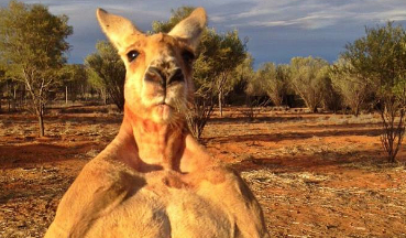 澳大利亚发生袋鼠杀人事件肇事袋鼠被击毙
