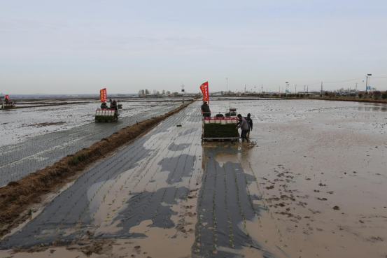 黑龙江首批覆膜机插秧苗下田