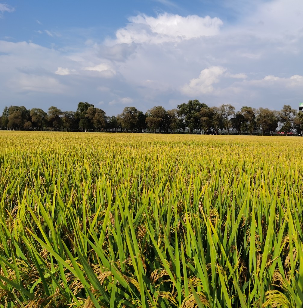 游高校逛农场赏湿地!哈尔滨秋季休闲游正当时-东北网旅游-东北网