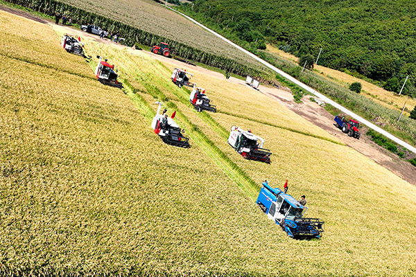 八五一〇农场有限公司喜开水稻收割"第一镰"-鸡东新闻网-东北网