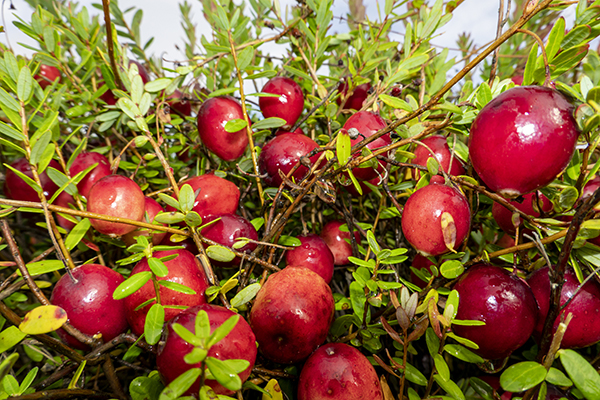 黑龙江有蔓越莓的事儿瞒不住了