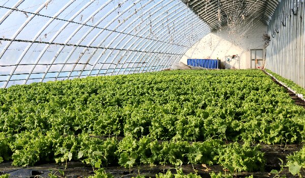 双鸭山农场:"棚"勃发展"孕"出新希望-东北网黑龙江-东北网