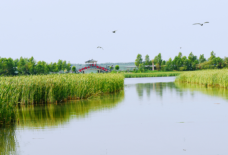 千鹤岛湿地公园坐落于肇东市黎明镇,位于301国道562公里处,区域内水草