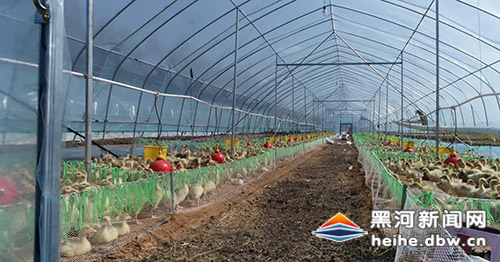 图为罕达汽镇鹅鹅鹅养殖场大棚内,准备放养到草原的过渡期肉鹅雏.