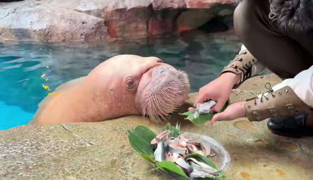 端午"海"韵行 东北网小记者探秘波塞冬海底王国-东北-